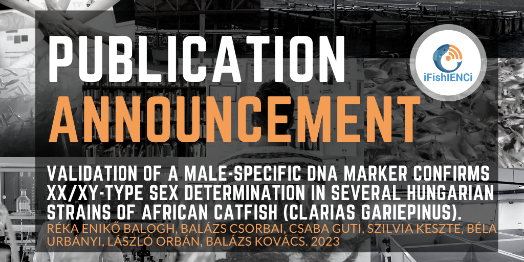 New Publication: Validation of a male-specific DNA marker confirms XX/XY-type sex determination in several Hungarian strains of African catfish (Clarias gariepinus)